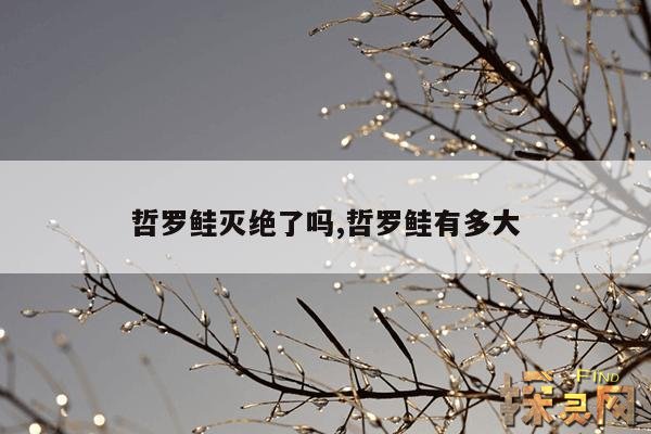 哲罗鲑灭绝了吗,哲罗鲑有多大