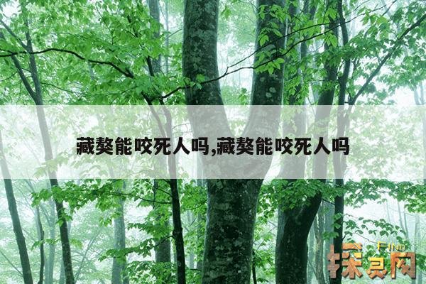 藏獒能咬死人吗,藏獒能咬死人吗