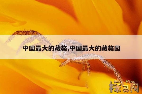 中国最大的藏獒,中国最大的藏獒园