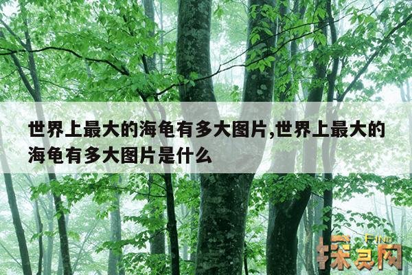 世界上最大的海龟有多大图片,世界上最大的海龟有多大图片是什么