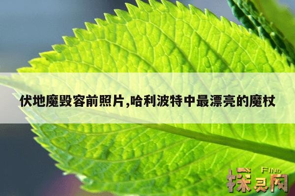 伏地魔毁容前照片,哈利波特中最漂亮的魔杖