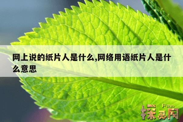 网上说的纸片人是什么,纸片人啥意思?