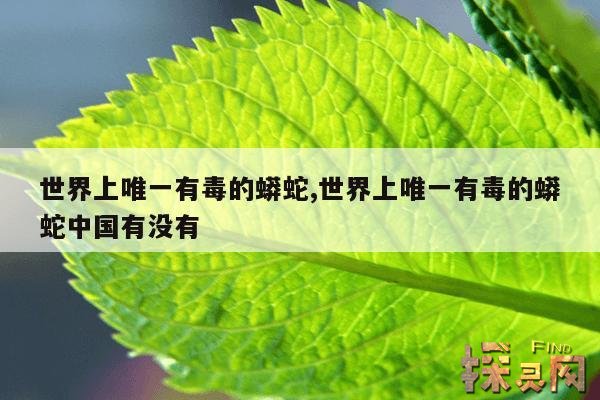 世界上唯一有毒的蟒蛇,世界上唯一有毒的蟒蛇中国有没有