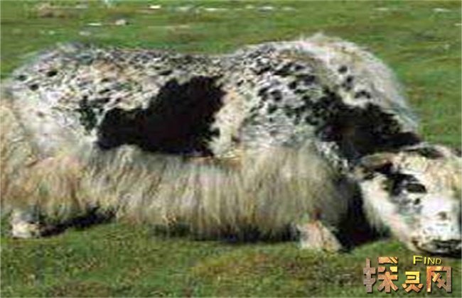 世界十大禁用生化武器,天花至今仍未找到治疗方法(已消失),世界禁用的十大武器是什么