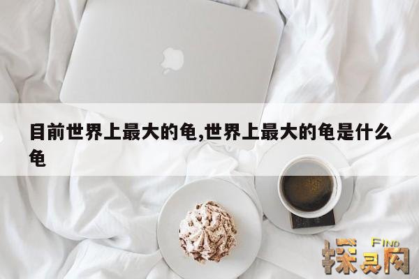 目前世界上最大的龟,世界上最大的龟是什么龟